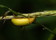 Cistelomorpha nigripilis