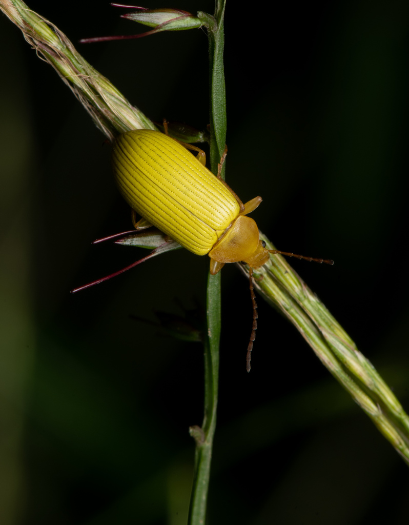 Cistelomorpha nigripilis