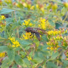 Polistes fuscatus