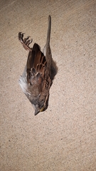 Zonotrichia albicollis