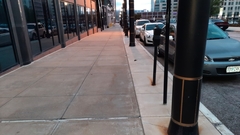 Zonotrichia albicollis