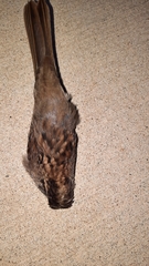 Zonotrichia albicollis