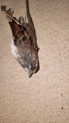 Zonotrichia albicollis