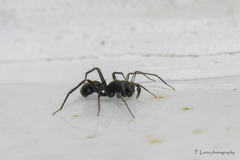 Myrmecotypus