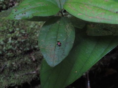Spilophora trigemina