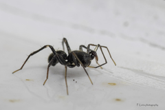Myrmecotypus