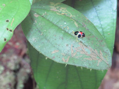 Spilophora trigemina