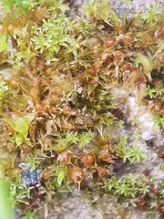 Microbryum floerkeanum