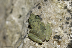 Craugastor yucatanensis