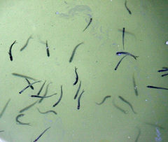 Anchoa delicatissima