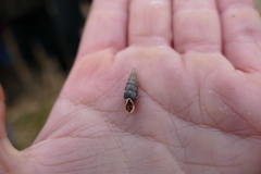 Alinda biplicata