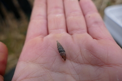 Alinda biplicata