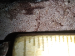 Rhodofomitopsis feei