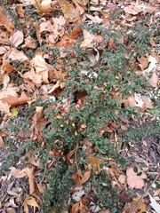 Cotoneaster × suecicus