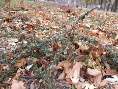 Cotoneaster × suecicus