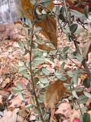 Cotoneaster × suecicus