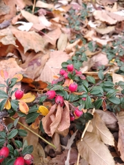 Cotoneaster × suecicus