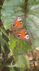 Aglais io