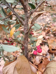 Cotoneaster × suecicus