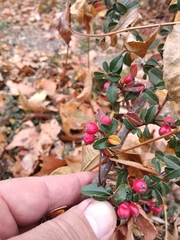 Cotoneaster × suecicus