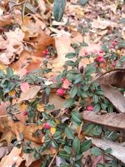 Cotoneaster × suecicus