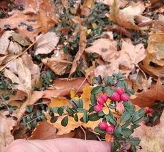 Cotoneaster × suecicus