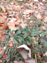 Cotoneaster × suecicus