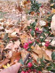 Cotoneaster × suecicus
