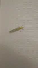 Chrysoperla carnea