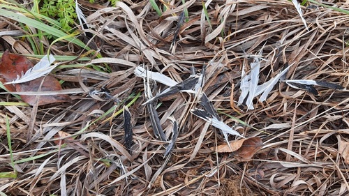 Plume de Bruant des neiges