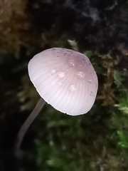 Mycena arcangeliana