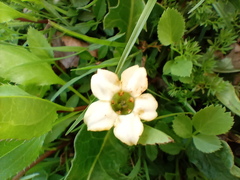 Jaborosa runcinata