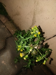 Senecio vulgaris