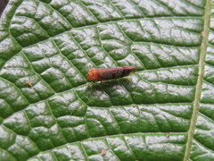 Amblyscarta invenusta