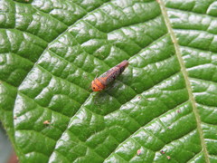 Amblyscarta invenusta