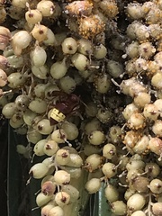 Vespa orientalis