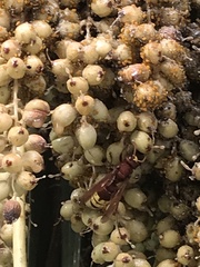 Vespa orientalis