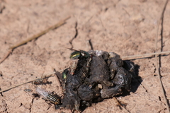 Anthomyia punctipennis