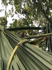 Streptopelia senegalensis