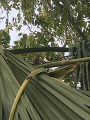 Streptopelia senegalensis