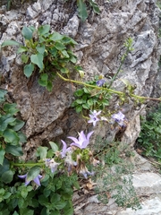 Campanula versicolor