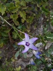 Campanula versicolor