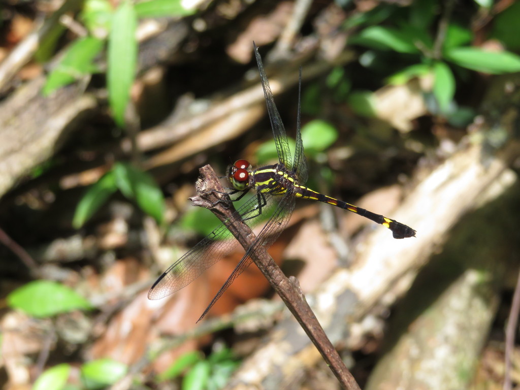 Misagria calverti