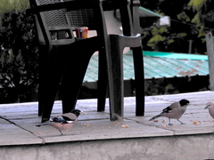 Garrulus lanceolatus