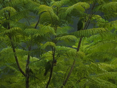 Psittacula cyanocephala