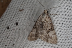 Dichromodes anelictis
