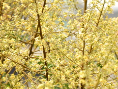 Phimenes flavopictus formosanus