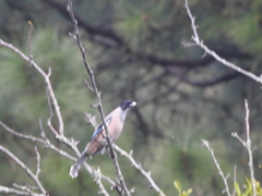 Garrulus lanceolatus