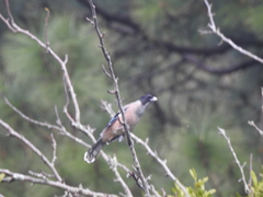 Garrulus lanceolatus