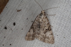 Dichromodes anelictis